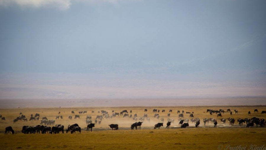 Heard of Wildebeests, Lake Manyara National Park, Tanzania