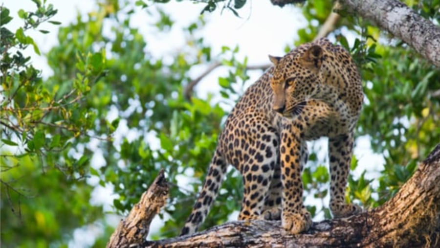 Leopard at Yala National Park