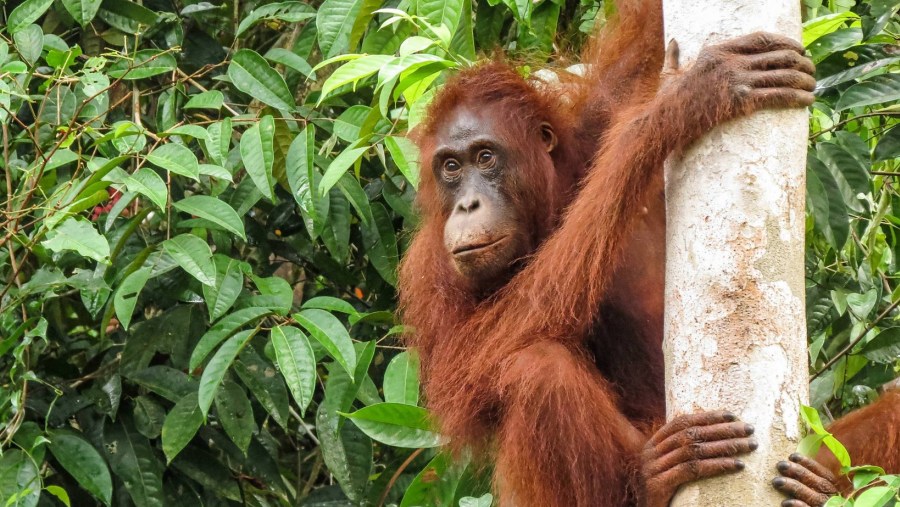 See Orangutans in Ketambe, Indonesia