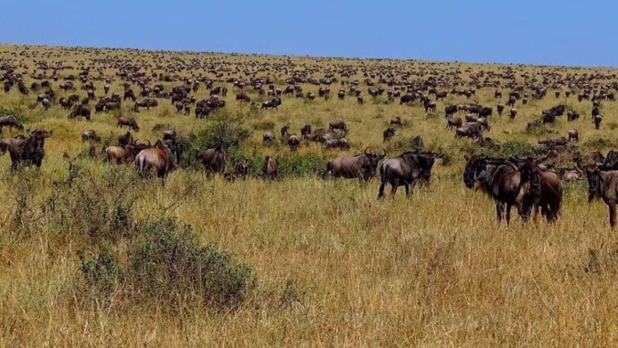 Wildebeest Migration