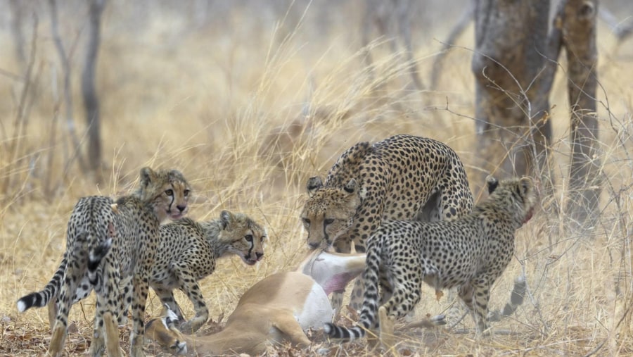 Leopards on a hunt
