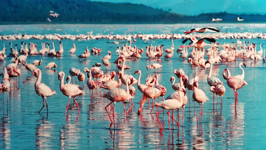 Pink Flamingos at Lake Nakuru