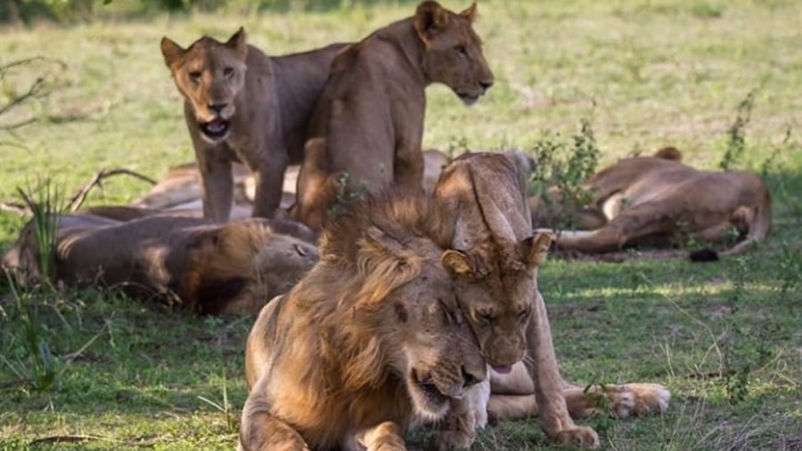 Pride of lions in the Selous Game Reserveride of lions