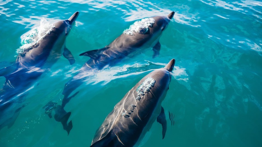 Dolphins At Malindi Marine Park, Kenya