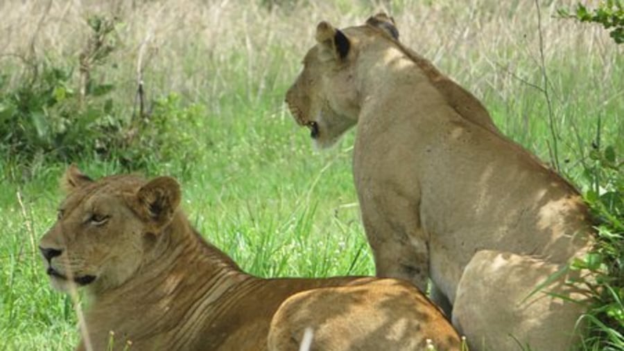 Lioness spotted in Mikumi Park