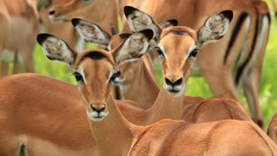 Antelopes