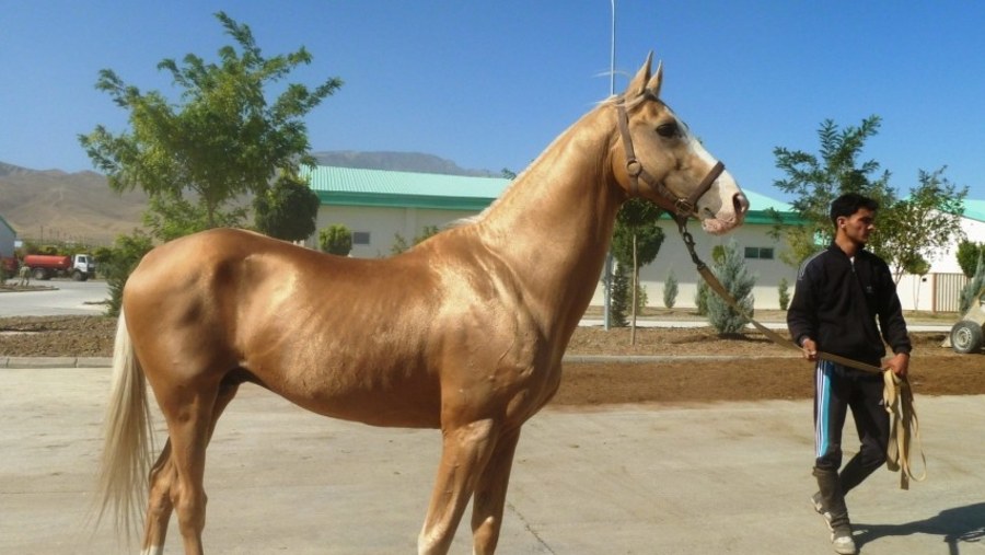 Akhalteke Horse Stables