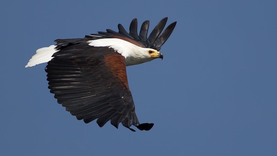 African Fish Eagle in Chobe National Park