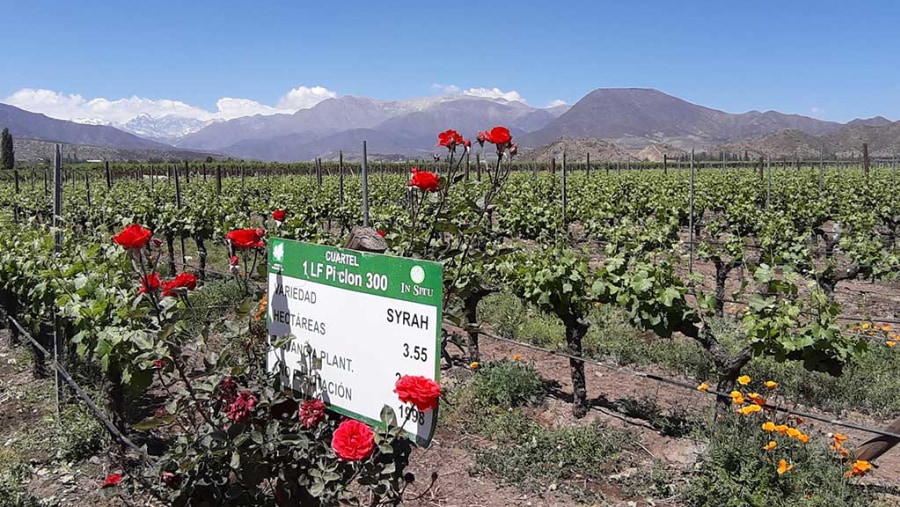 Wine Tasting in Chile