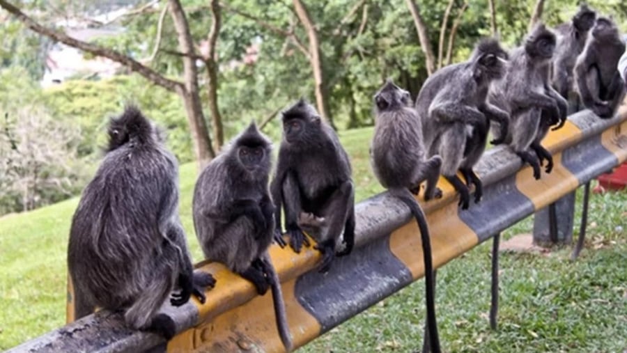 Monkey Feeding Scenes