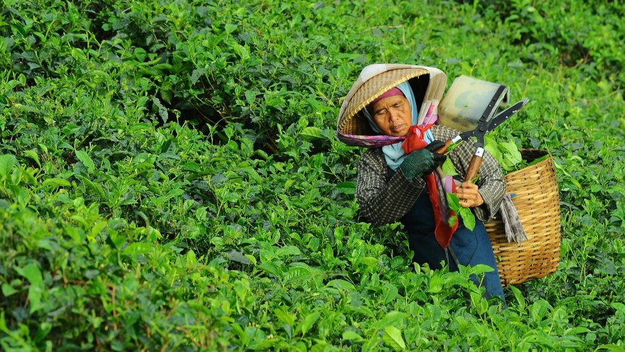 Tea Plantation in Kunming, China