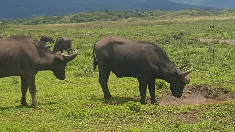 Carabao