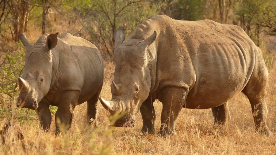 Spot the Endangered Rhinos in Zambia, Africa