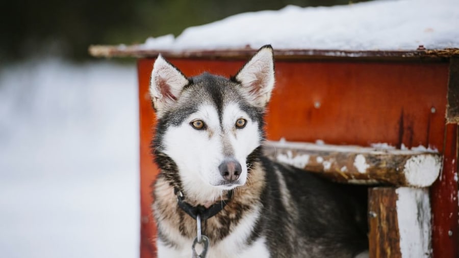 Husky Sledging