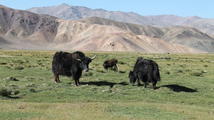 Yaks At The Border With Afghanistan