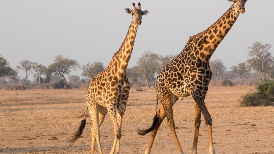 Spot giraffes at Mosi-oa-Tunya National Park