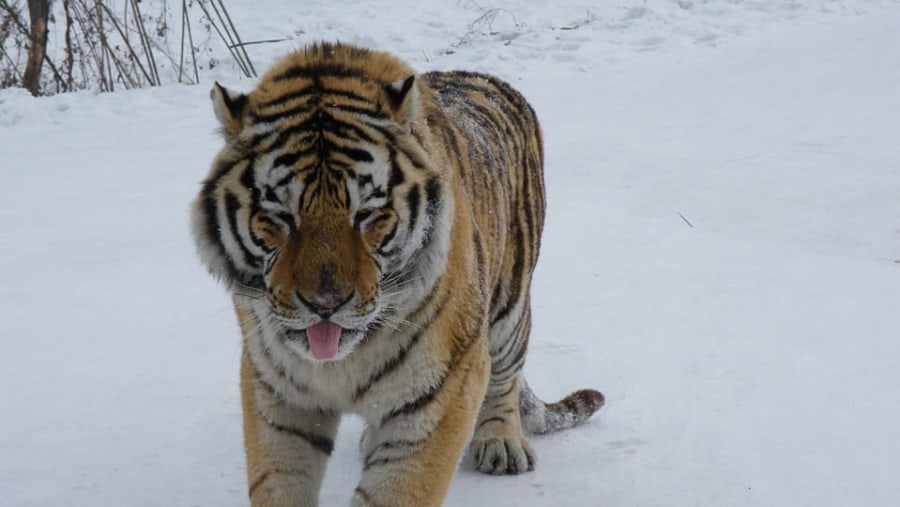 Siberian tiger