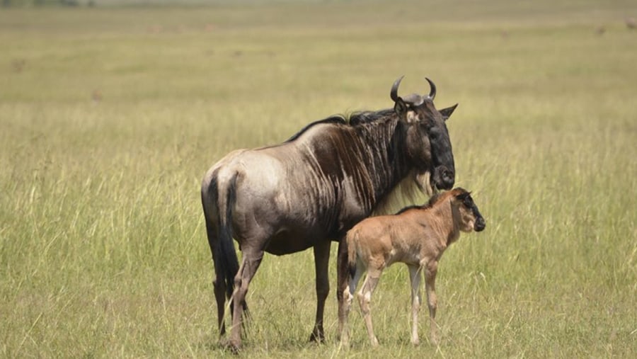 Wildife in Tanzania