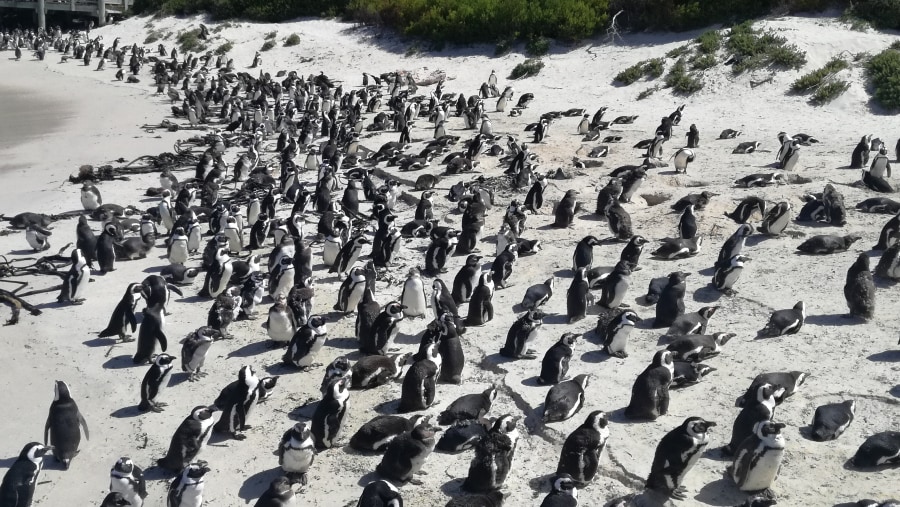 Spot African Penguins at Boulders Beach