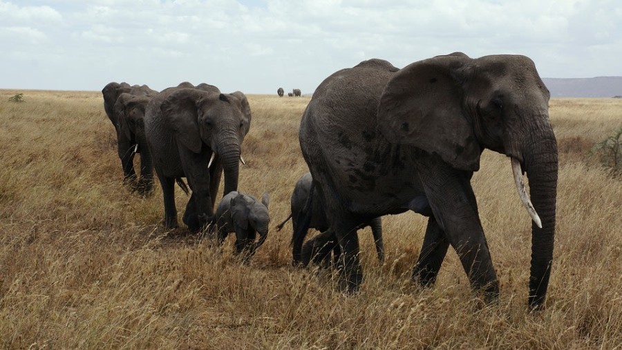 Herd of elephants at Serengeti National Park