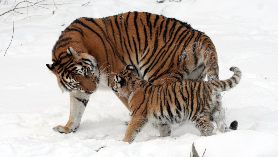 Siberian Tigers at the Siberian Tiger Park