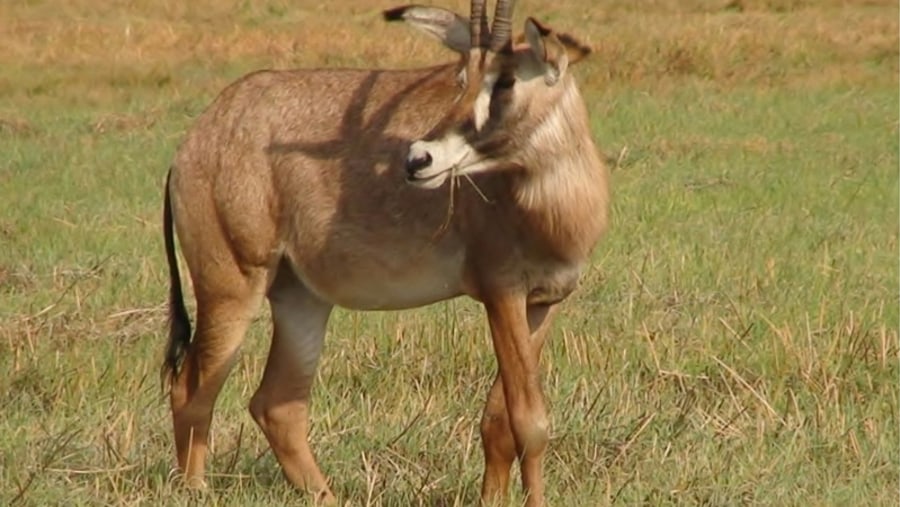 Endangered Roan Antelope in Ruma National Park