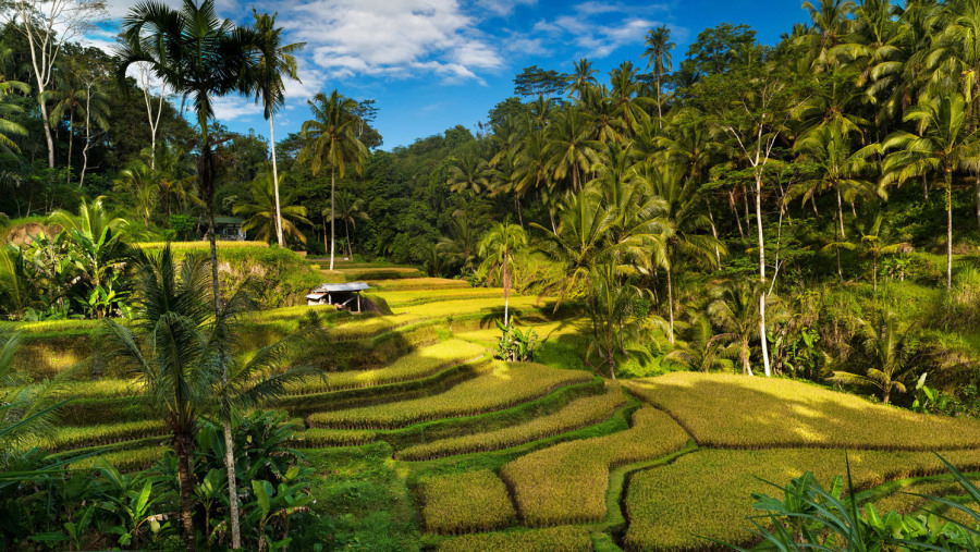 Rice Terrace