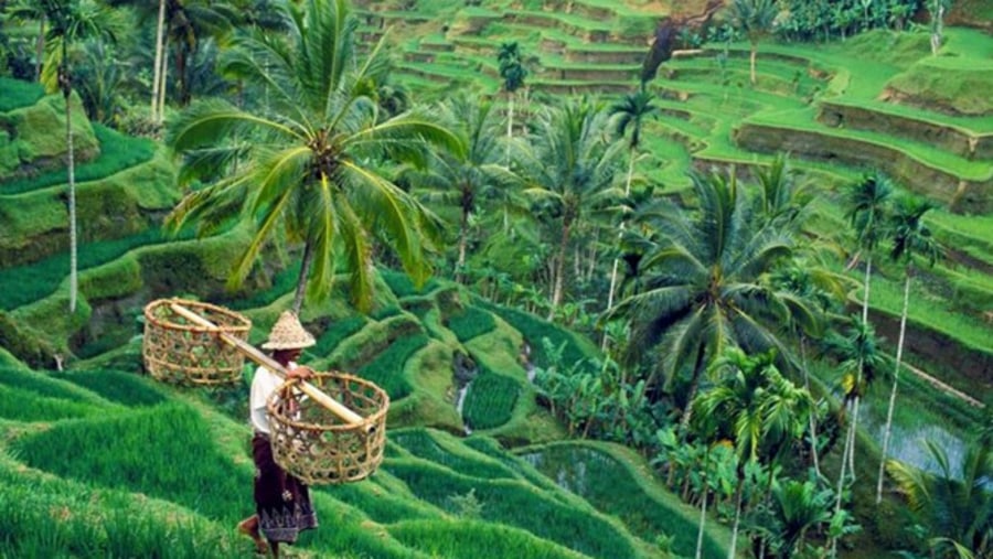 Rice Terraces In Bali, Indonesia