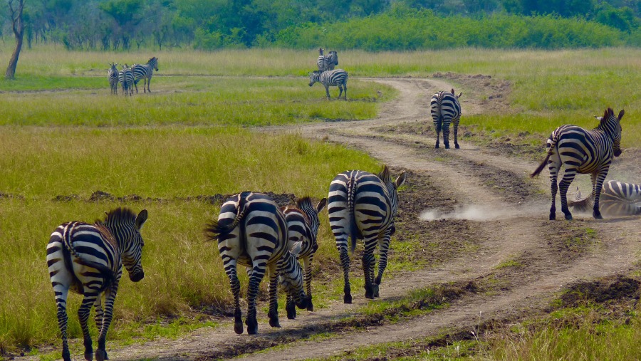 Zebras at Akagera National Park