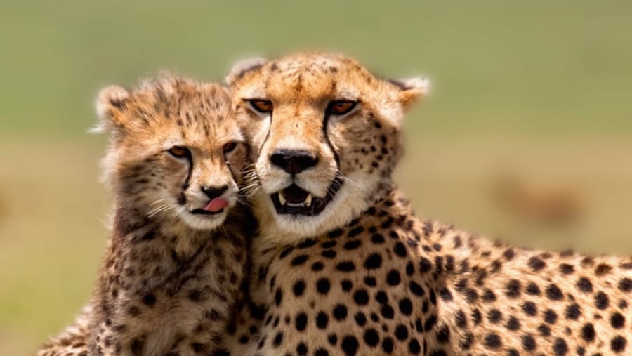 Cheetahs in Masai Mara National Reserve