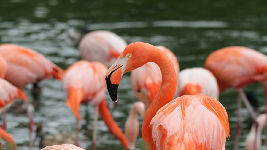 Flamingos in Rift Valley