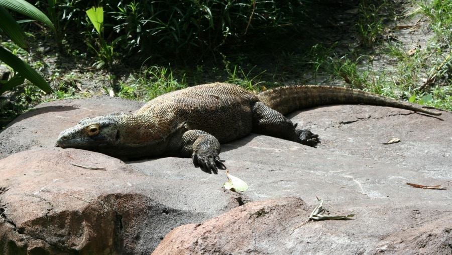 Komodo Dragon