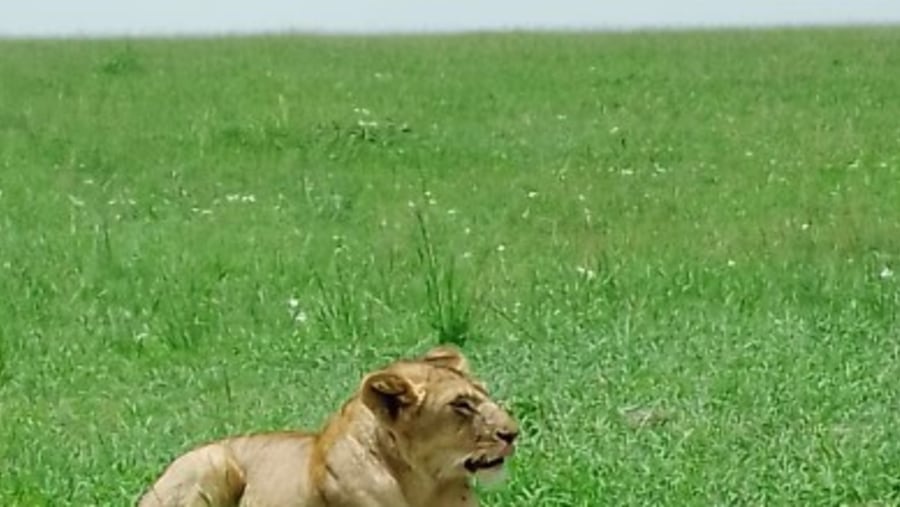 Maasai Mara National Reserve