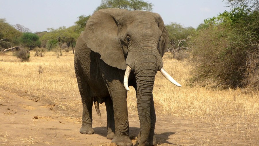 See African Elephant at Aquila Private Game Reserve