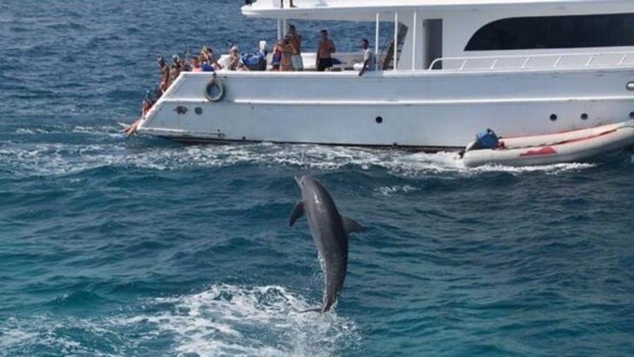Hurghada - Dolphin encounter