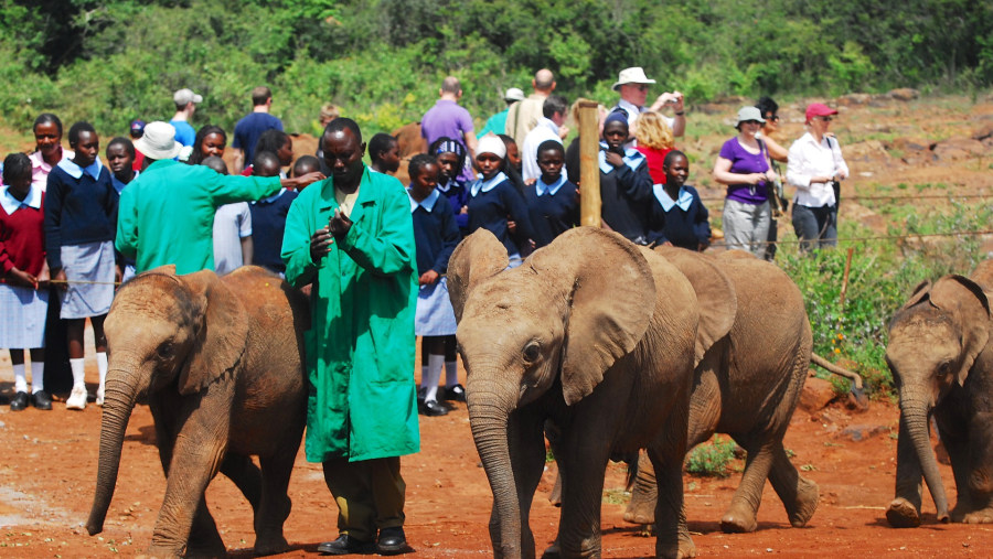 See Elephants at the David Sheldrick Elephant Orphanage