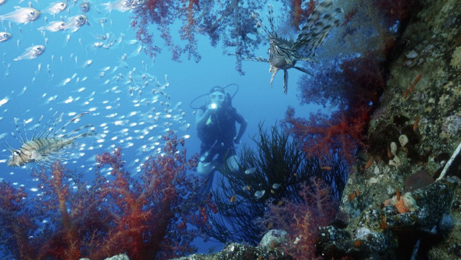 Traveller scuba diving in the Red Sea