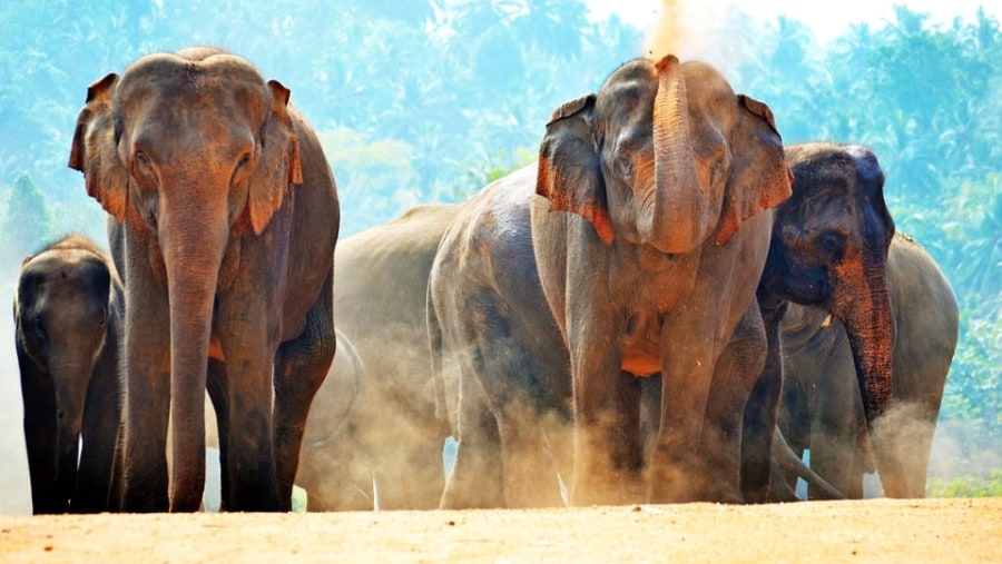 Pinnawala Elephant Orphanage, Sri Lanka