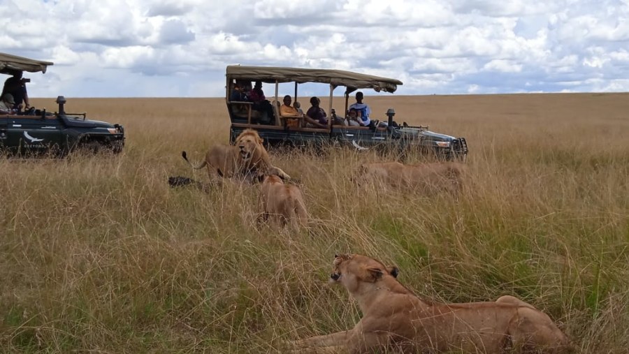 Masaai Mara Safari