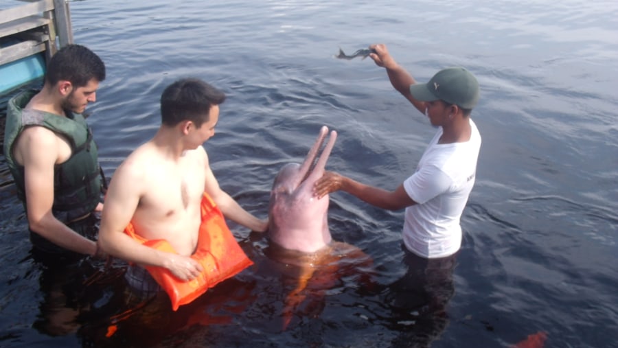 Feeding pink river dolphins