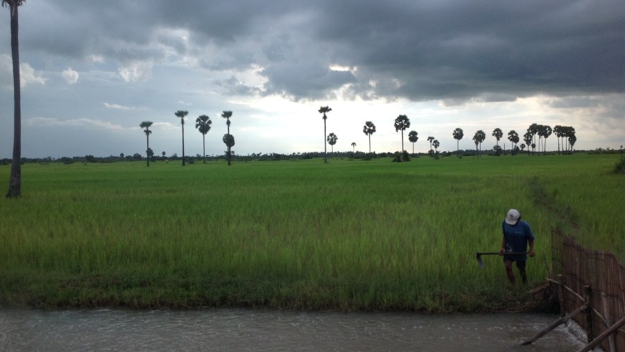 Paddy field