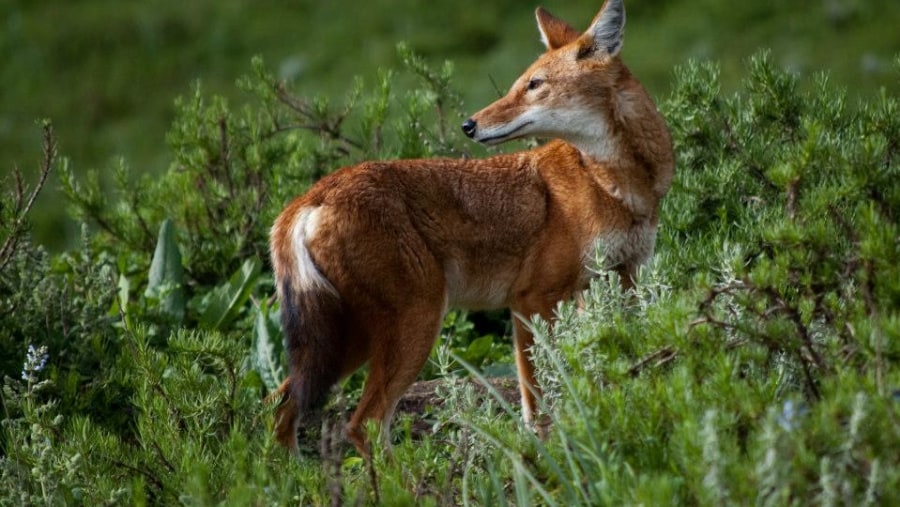 Ethiopian Wolf at Guassa Plateau