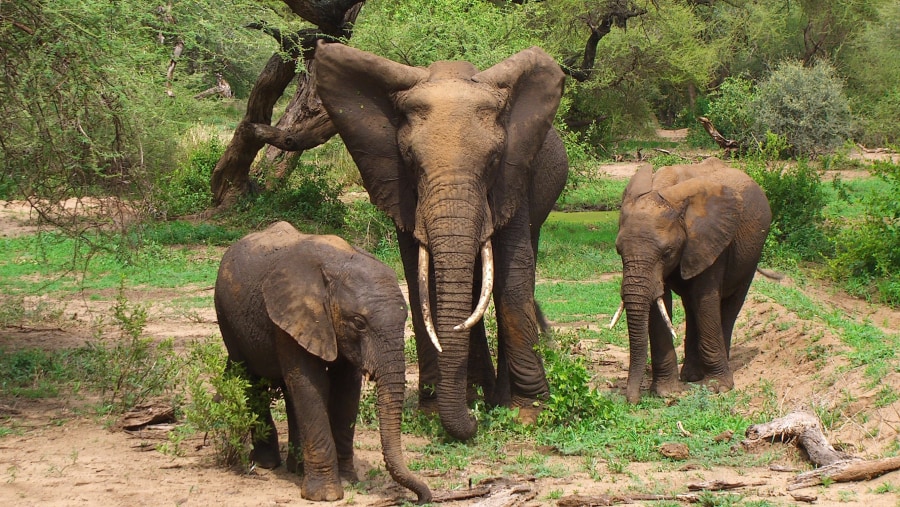 Spot Elephants at Tarangire National Park