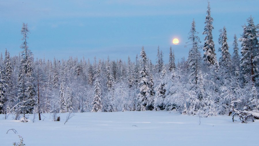 Snowy landscape in the moonshine