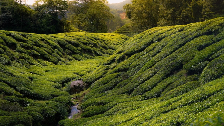 Cameron highlands