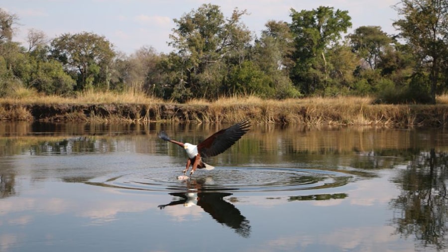 Fish eagle in motion