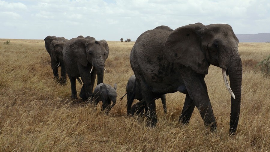 Spot Elephants at Tarangire National Park