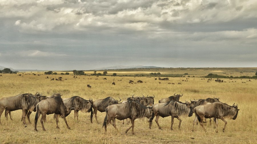 Wildbeests of Africa