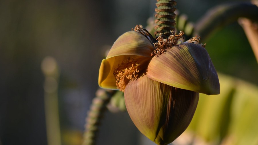 Know about Banana Plantation in Guadeloupe