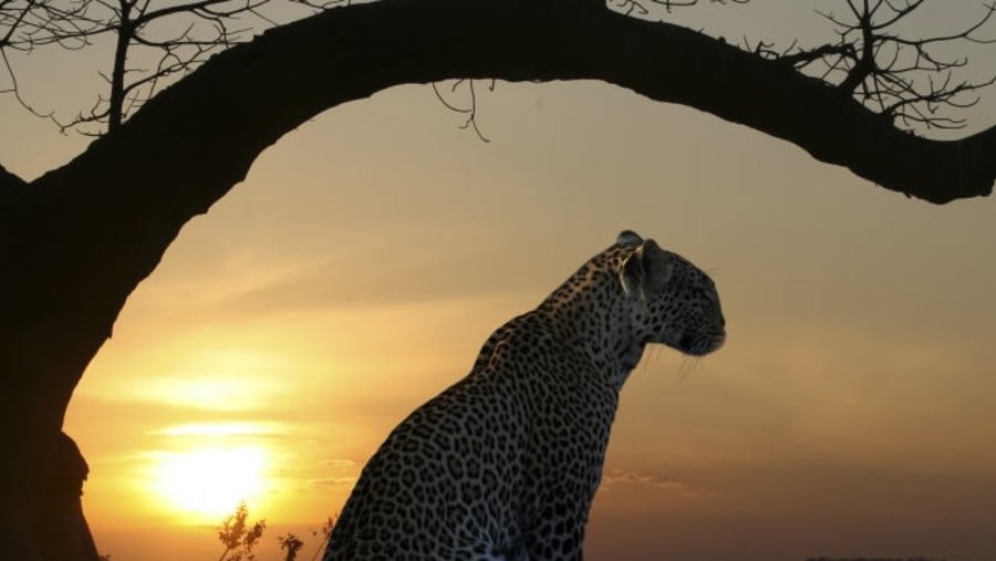 Leopard perched on a tree in the Masai Mara National Reserve